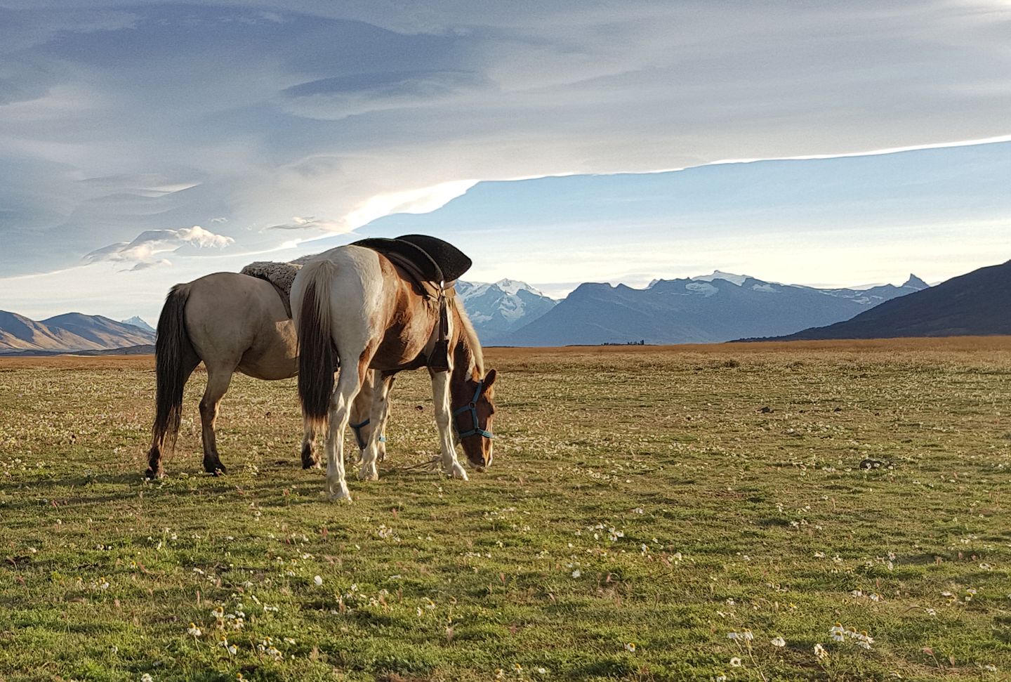 Horses on the land at Estancia Rio Mitre, facing the Andes.